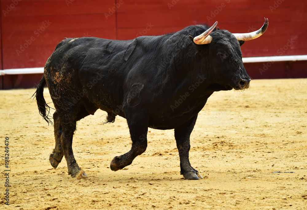black bull in spain black bull in spain