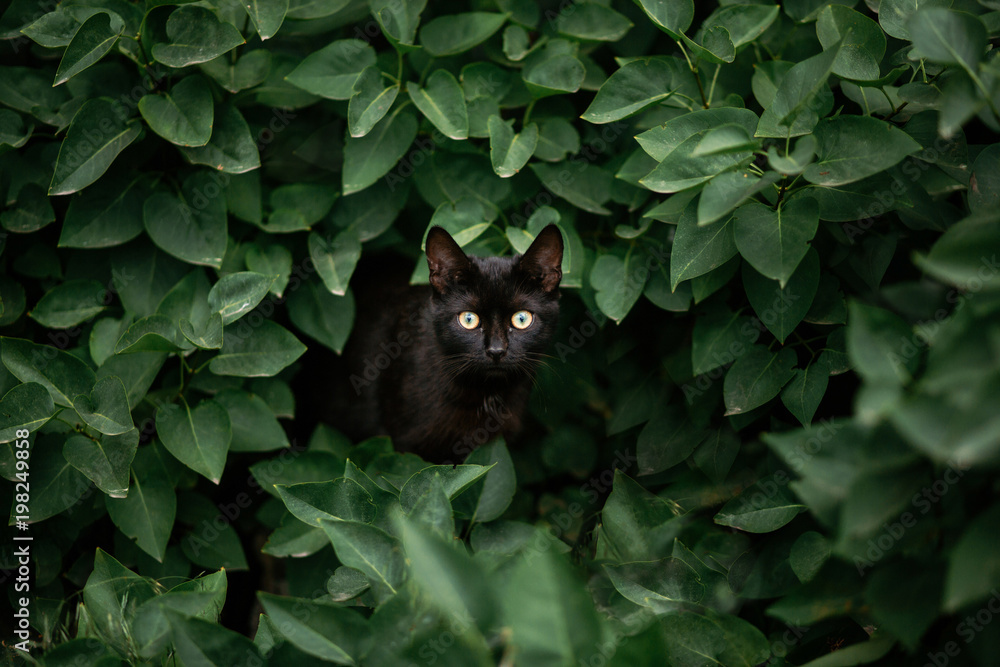 amazing black cat looking among green leaves. beautiful dark cat with