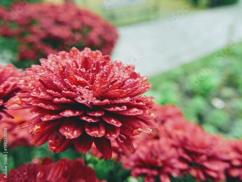 Red Flower