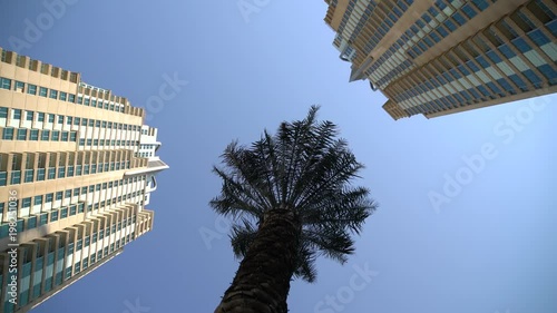 Palm tree between Mesk and Murjan towers  photo