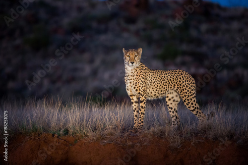 Cheetah in the spotlight during a night drive in Tiger Canyons game reserve in South Africa