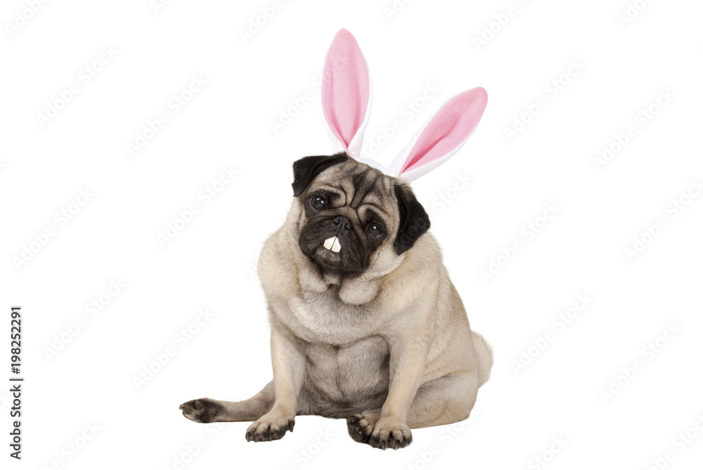 sweet cute pug puppy dog sitting down with easter bunny ears and teeth, isolated on white background