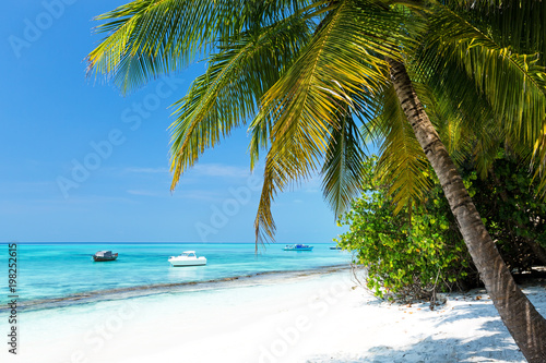 Coconut palm trees on seaside