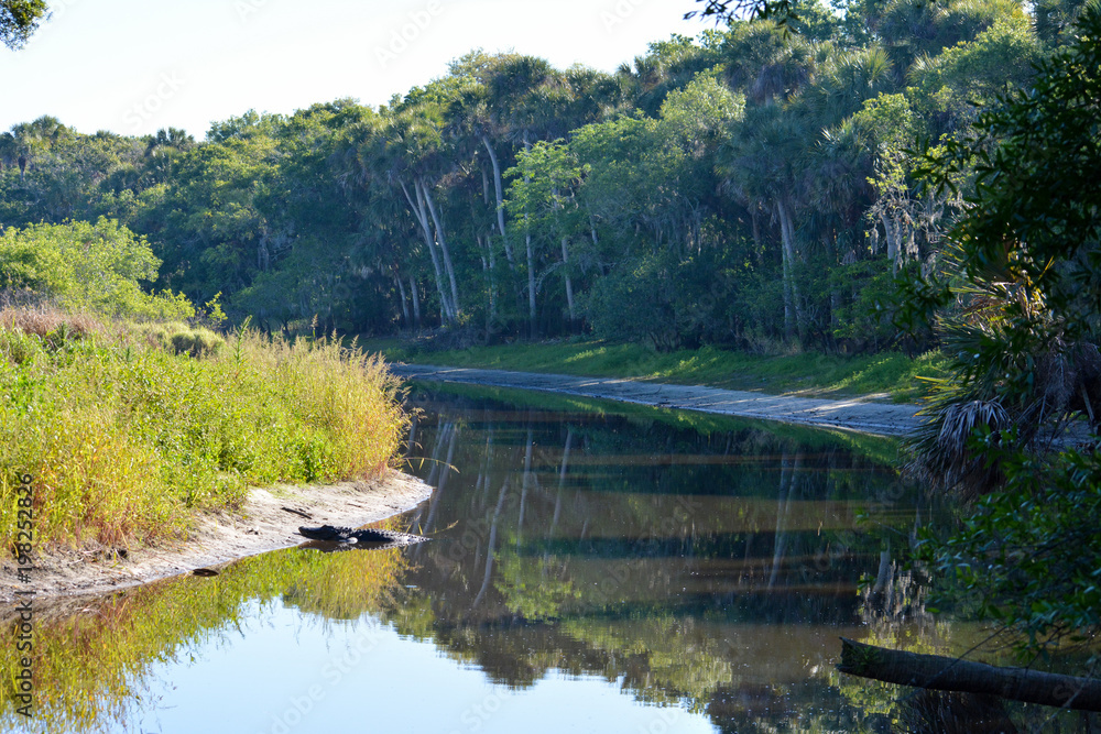 Myakka River with a Florida alligator resting on the river bank.