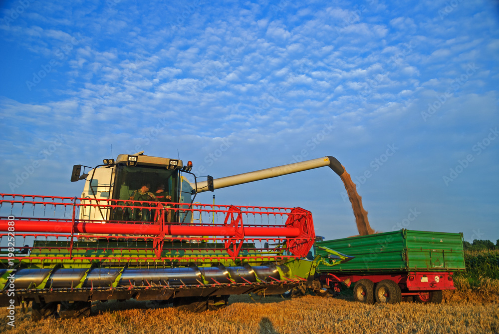 Fototapeta premium Combine harvester emptying its harvest