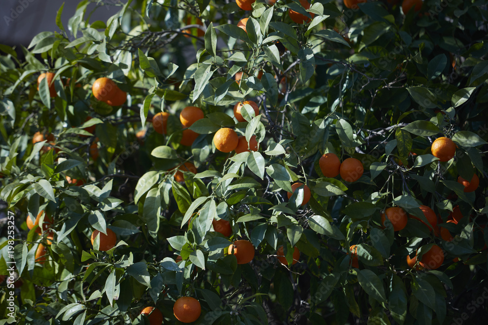 mandarin tree with ripe mandarines mandarin tree with ripe mandarines