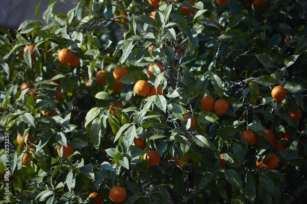 mandarin tree with ripe mandarines