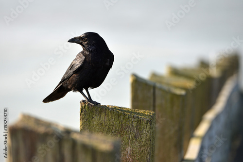 Sitting crow
