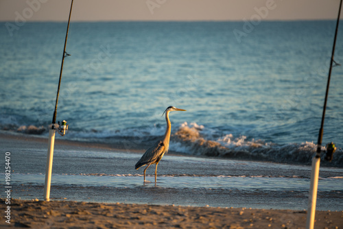 A Blue Heron Waits for a Handout