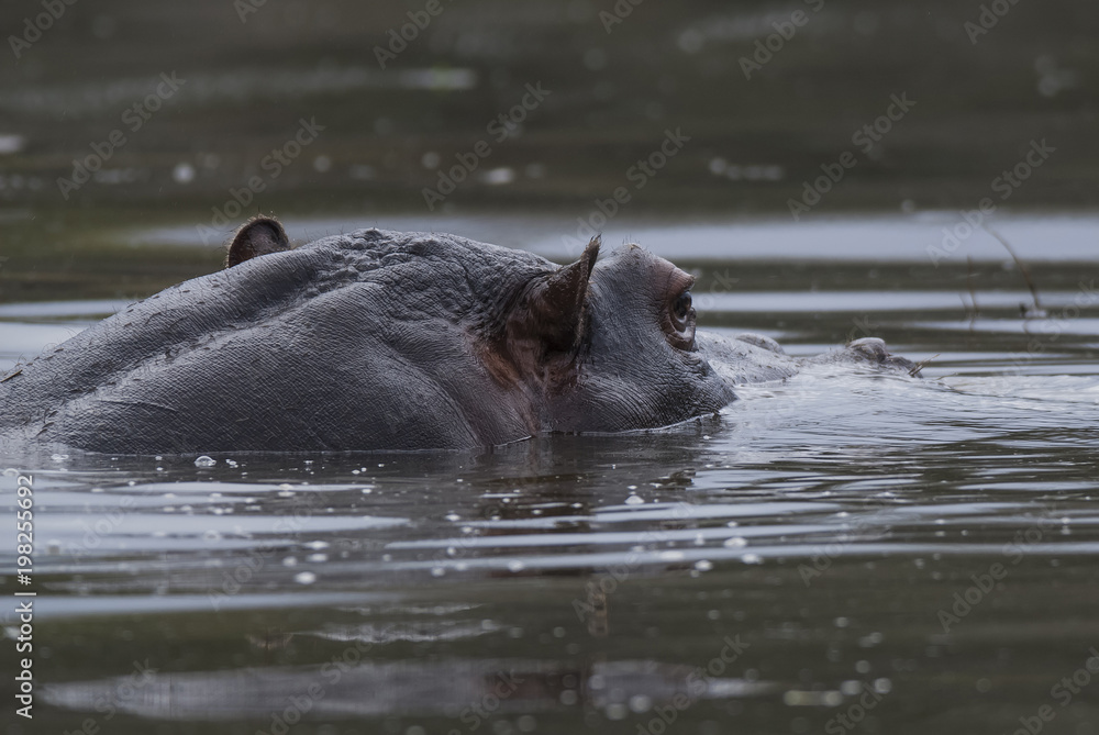 Hippopotamus , Kruger National Park , Africa Hippopotamus , Kruger National Park , Africa