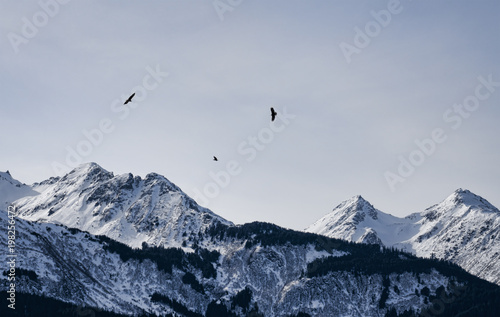 Eagles over mountains