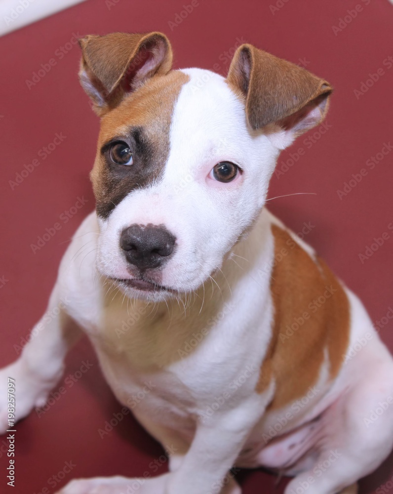 CUTE BROWN AND WHITE PUPPY