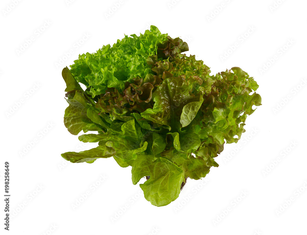 Obraz premium lettuce salad mix isolated
