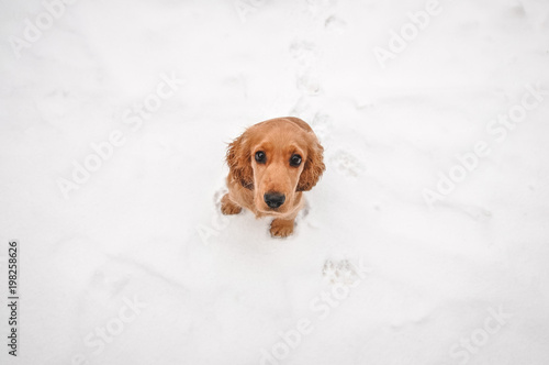 Cute spaniel dog puppy on the snow background. Top view.