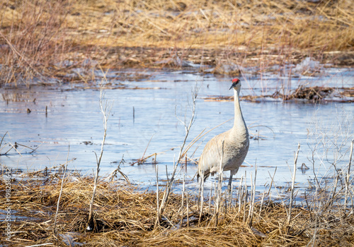 Sandhill Crane