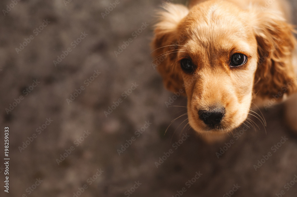Obraz premium Cute Cocker spaniel puppy on textured background. Top view. Artwork