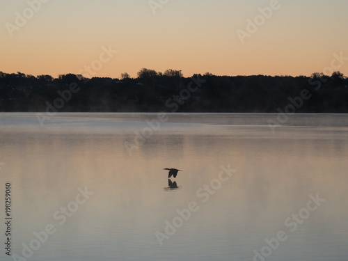 Bird over still water at dawn