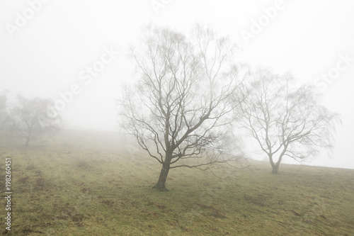 Misty winter trees on the Malvern Hills Worcestershire