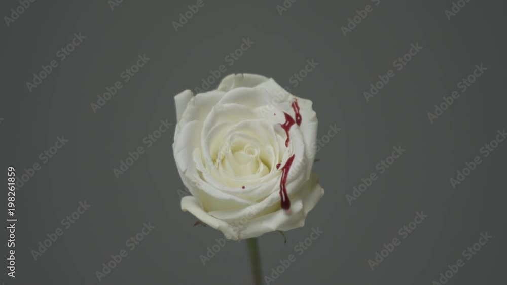White Rose with Red liquid dripped on it. Created for an Easter Short Film White Rose with Red liquid dripped on it. Created for an Easter Short Film