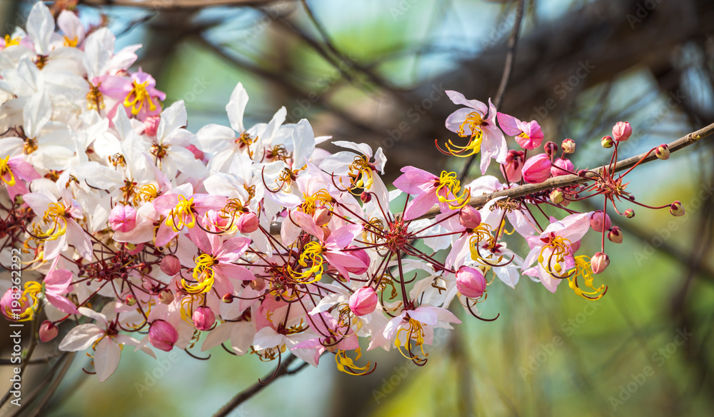 Obraz premium Wishing Tree ,Cassia Bakeriana Craib, Pink shower in Thailand.