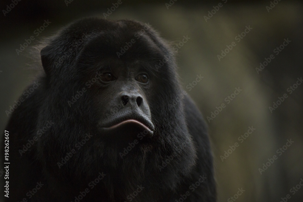 Φωτογραφία Morose Monkey