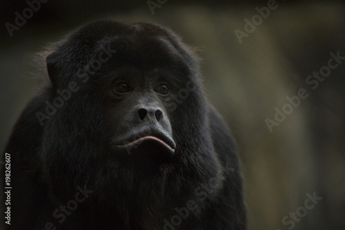Photography Morose Monkey