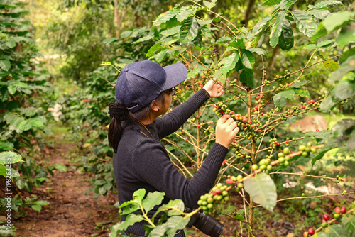 Young girl collecting coffee beans,Mae Klang Luang Homestay Chiang Mai .Green and red Arabica coffee berries on the tree at plantation. Chiang Mai