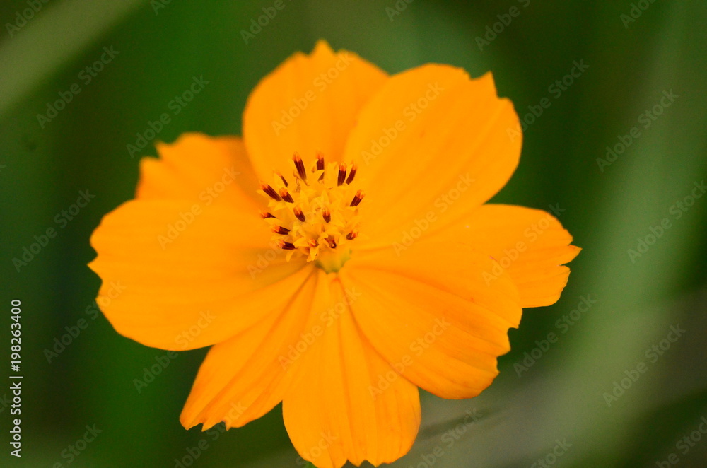 flor flor