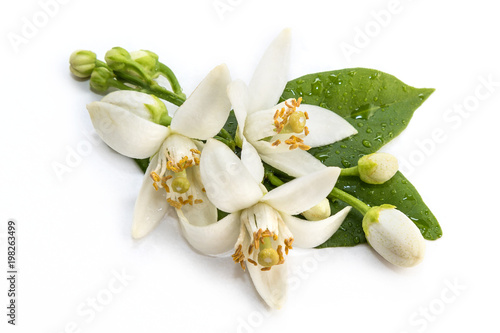 Fototapeta Naklejka Na Ścianę i Meble -  Orange blossom on branch, with fresh drops of dew