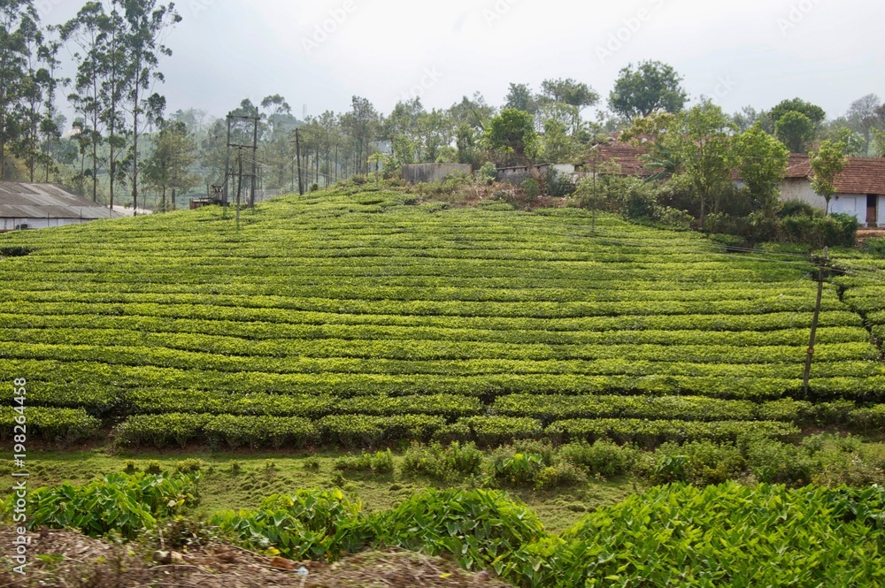 Valley view in rural Kerala (India) with fresh green tea leaf crops growing on lush agricultural plantations with bushes and trees in the highlands of the countryside