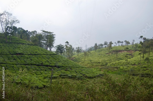 Rural Kerala (India) with fresh green tea leaf crops growing on lush agricultural plantations with bushes and trees in the highlands of the countryside