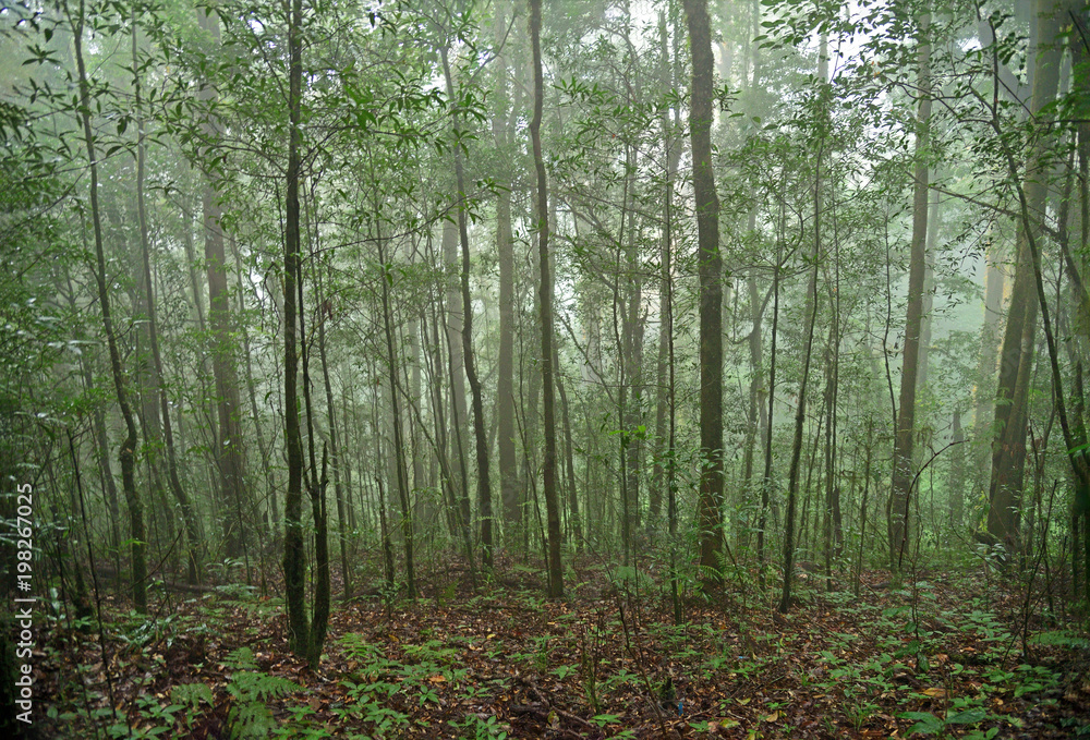Fototapeta premium Beautiful rain forest Morning mist at Kew Mae Pan nature trail in Doi Inthanon national park, Thailand