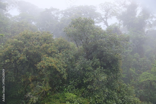 Foggy rain forest