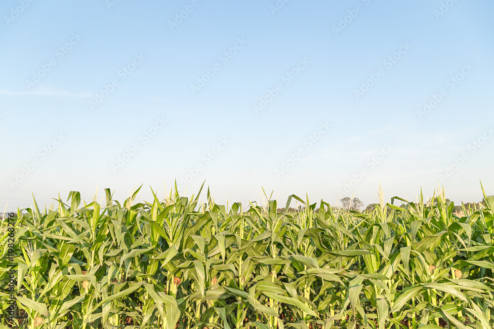 Green maize corn field plantation Green maize corn field plantation