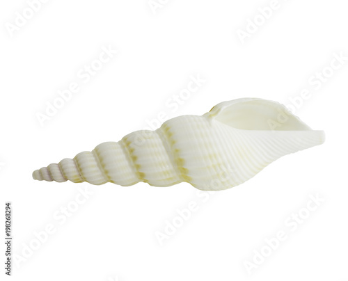 Marine sea shell isolated on white