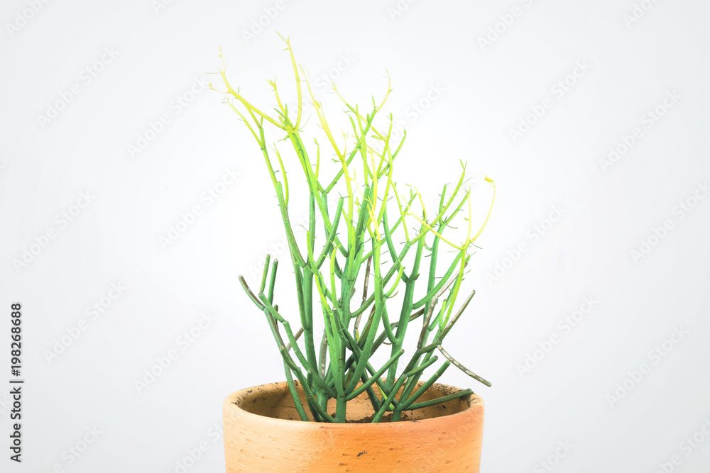 Fototapeta premium Euphorbia tirucalli (pencil Tree) in orange clay pot.