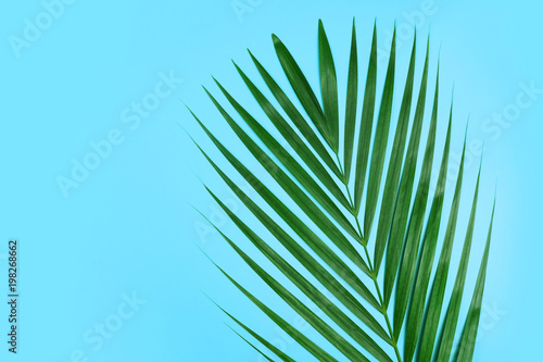 Tropical palm leaf on light blue background.