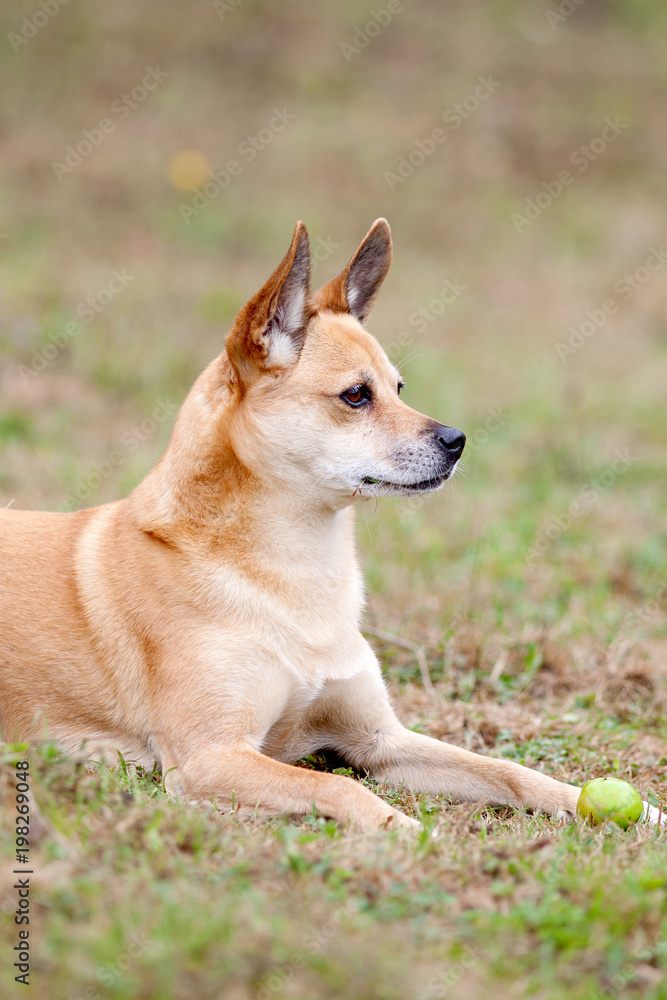 Hund auf der Wiese spielt mit Ball Hund auf der Wiese spielt mit Ball