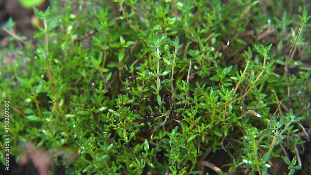 A steady close up shot of a green plant in Ireland. A steady close up shot of a green plant in Ireland.