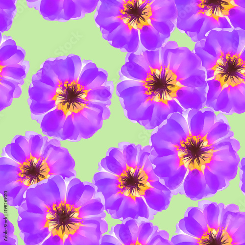 Purslane  portulaca. Seamless pattern texture of flowers. Floral background  photo collage