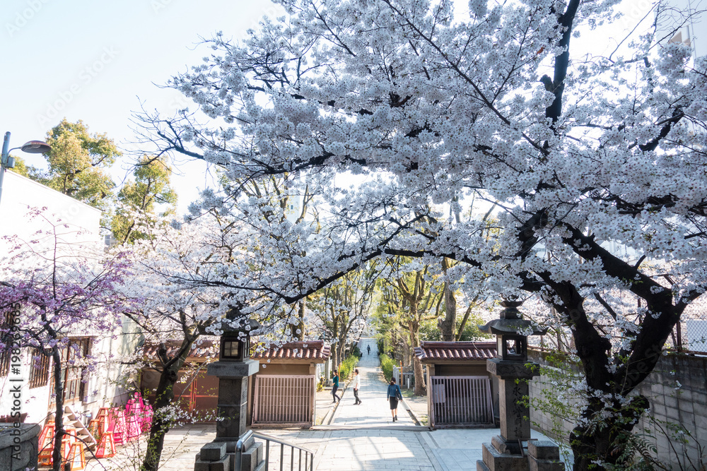 神社の桜