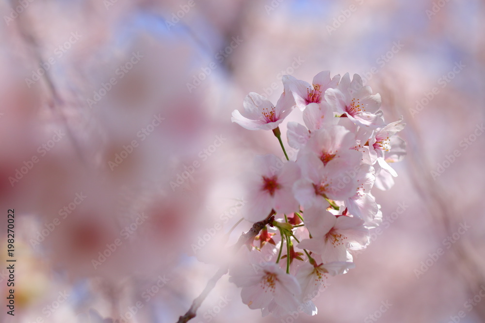 Obraz premium ソメイヨシノ
