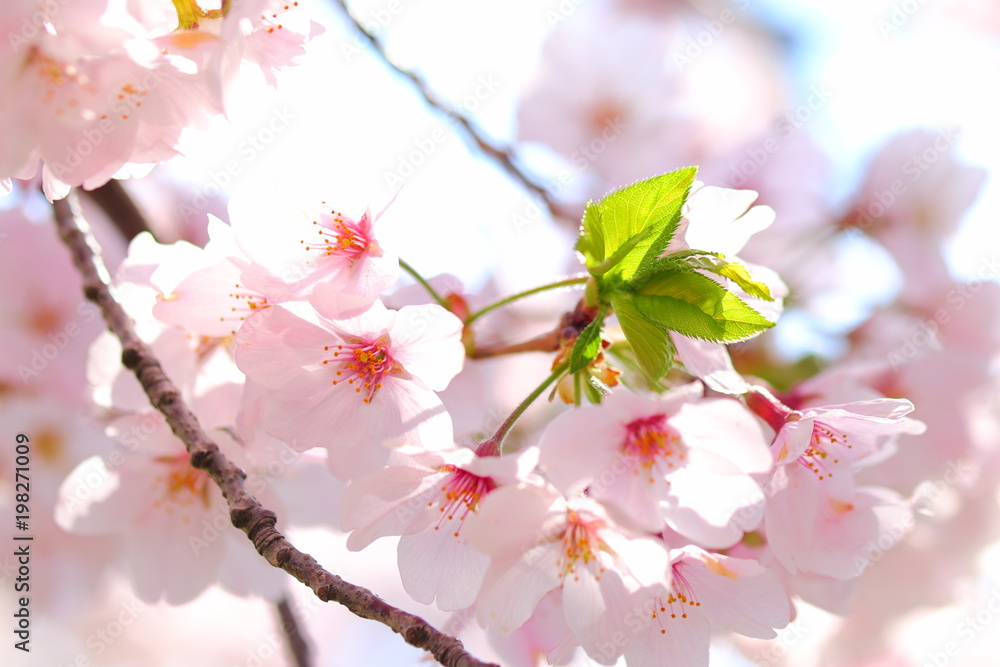 Fototapeta premium ソメイヨシノ