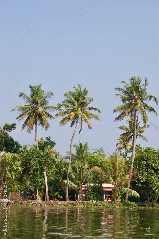 Beautiful & scenic backwaters in rural Kerala (India) with tropical palm trees, untouched nature, small houses and a waterway leading to Kochi & Alleppey on a sunny summer day with a clear blue sky