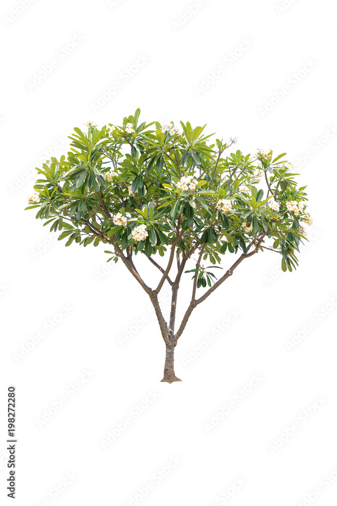 Closeup Plumeria tree isolated on white background Closeup Plumeria tree isolated on white background