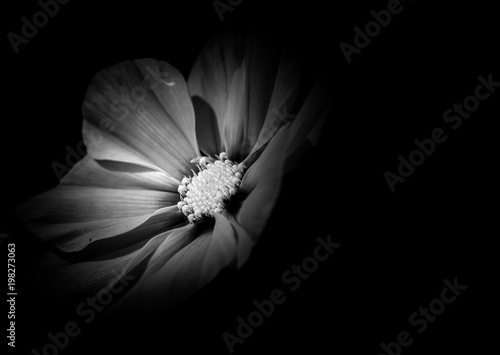 Fototapeta Naklejka Na Ścianę i Meble -  Beautiful Dahlia closed up with B&W color