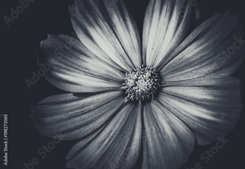 Fototapeta Naklejka Na Ścianę i Meble -  Beautiful Dahlia closed up with B&W color