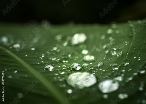 Bright dew on green leaf
