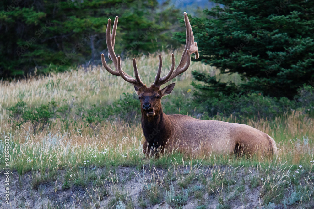 Bull Elk on Tundra in Rocky Mountain National Park Bull Elk on Tundra in Rocky Mountain National Park