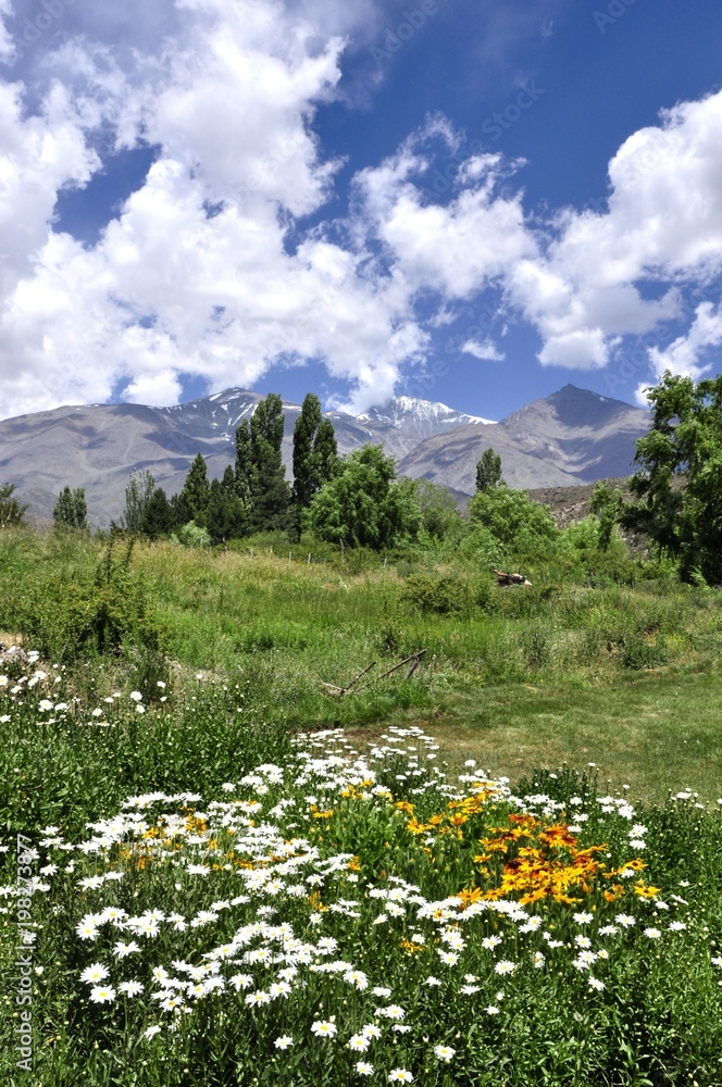 Vertical valley landscape of Mendoza with mountains and clouds in the background and flowers and plants in the foreground